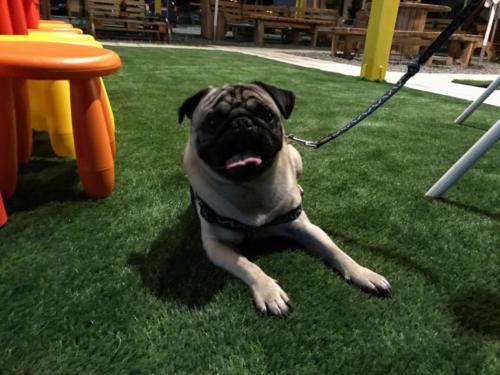 Korzo-Park-Pet-friendly_001